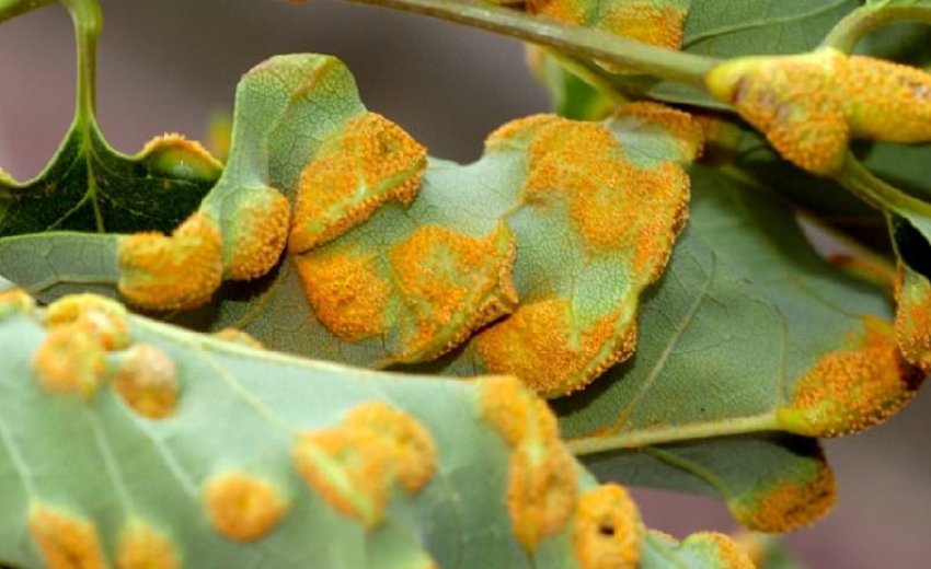 Іржа на листках сливи Іржа на листках сливи