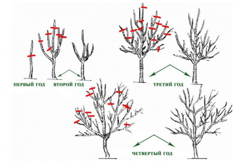Обрізка сливи