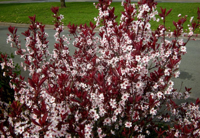 Цвітіння сливи Цистена