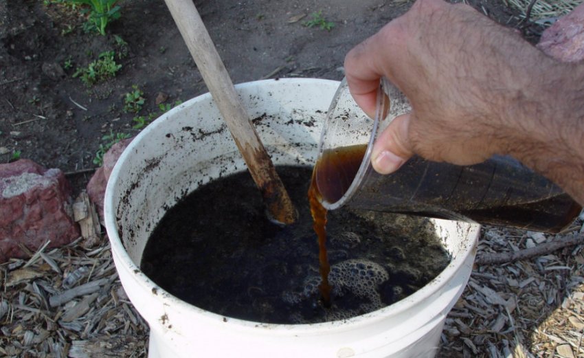 Підживлення сливи