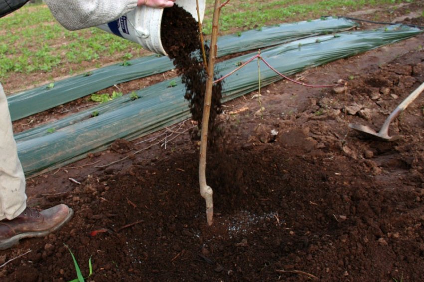 Підживлення сливи Підживлення сливи