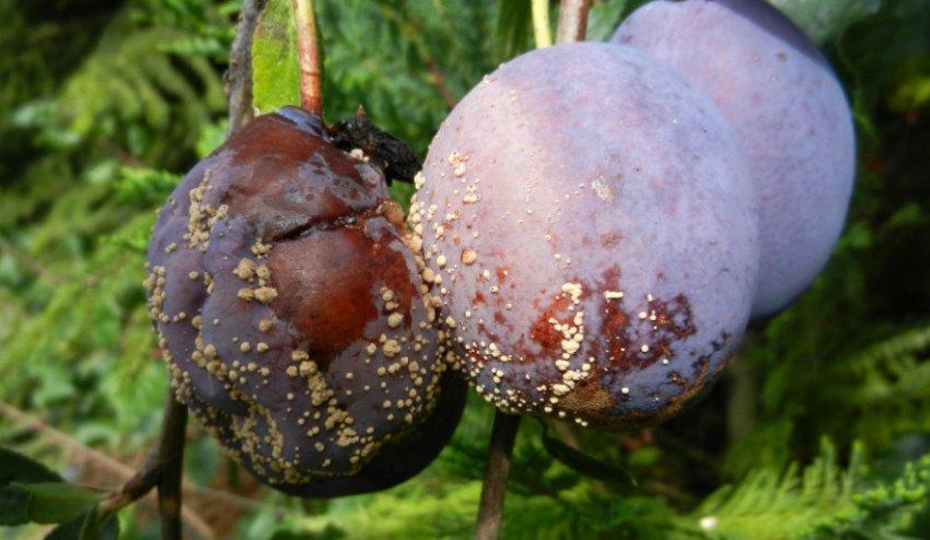 Моніліоз сливи