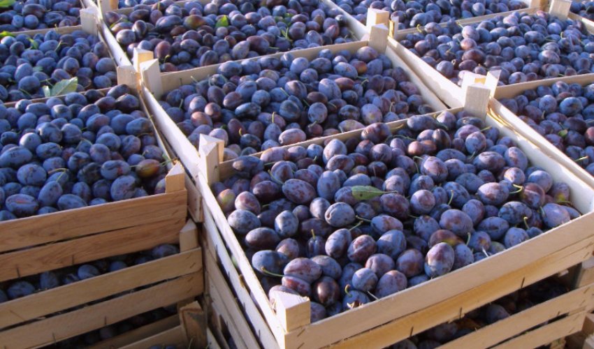 Зливу Блюфри