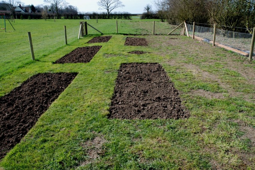 Ділянка під посадку сливи