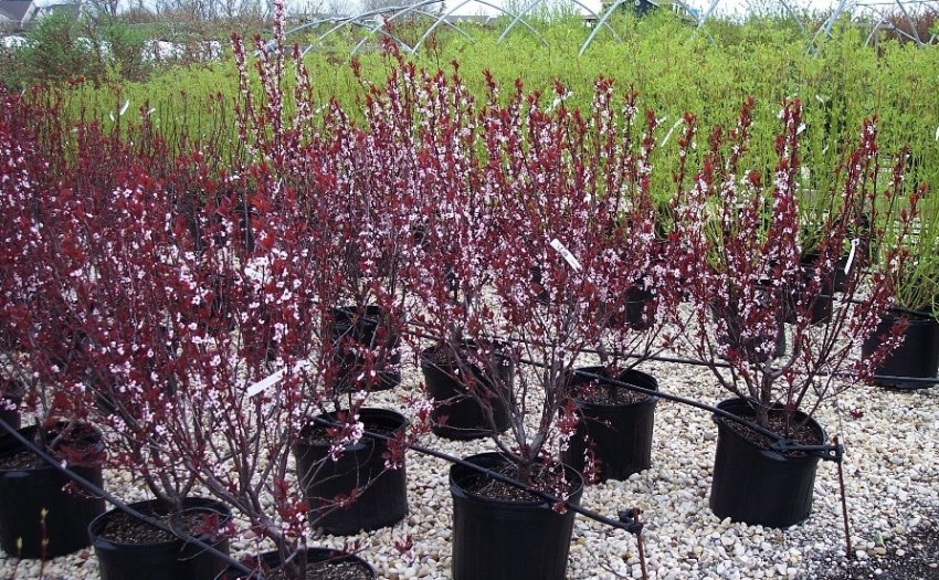 Саджанці сливи Цистена