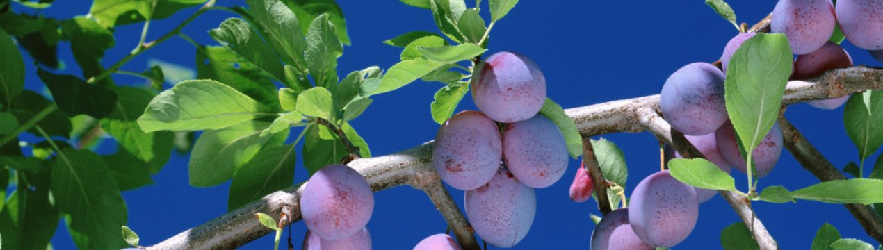 Особливості сорту сливи Євразія