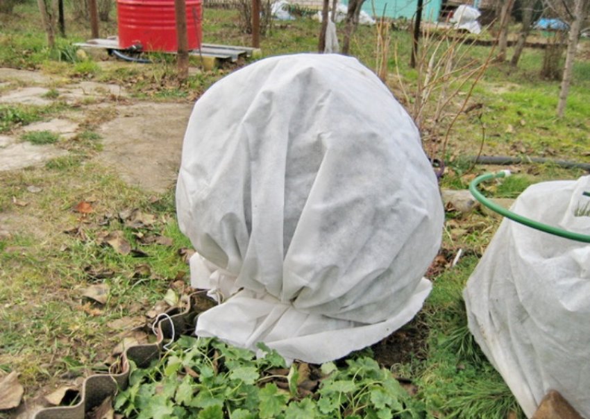 Укриття Цистены на зиму