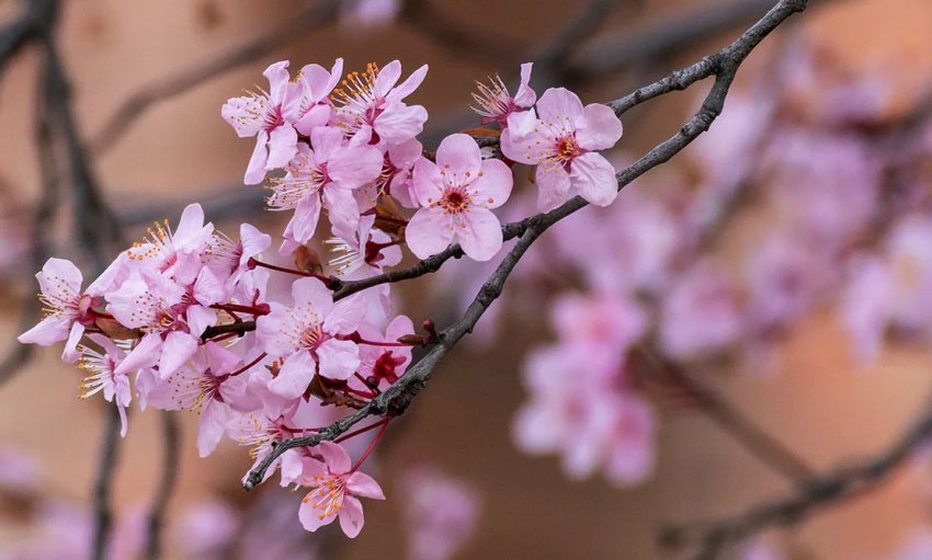 Цвітіння сливи Цвітіння сливи