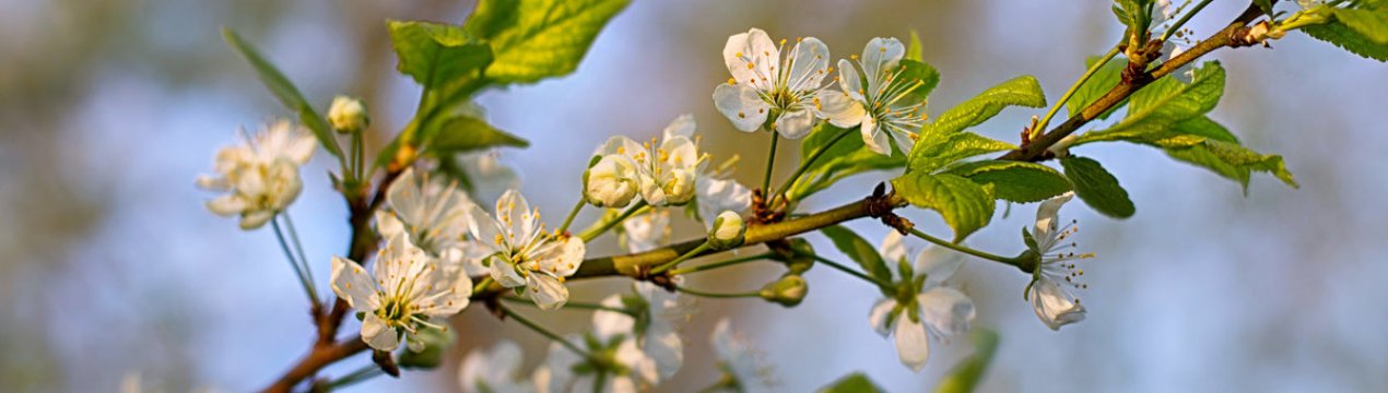  Как заставить цвести и плодоносить сливу