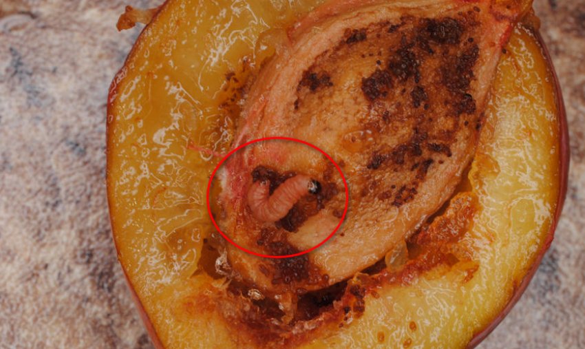 Сливова плодожерка