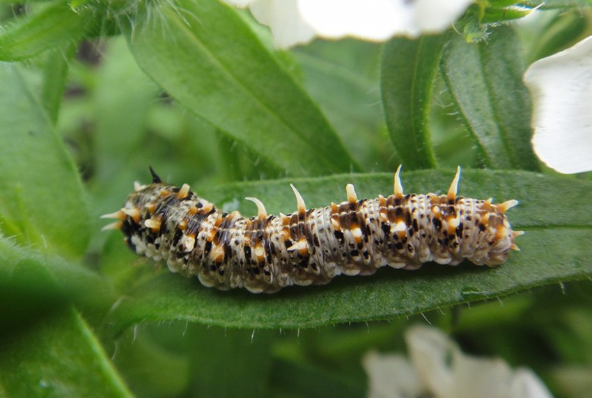 Личинки пильщика