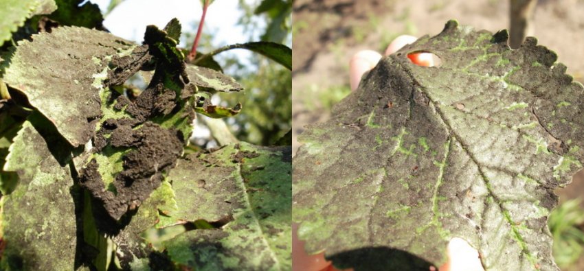 Сажістий грибок у сливи