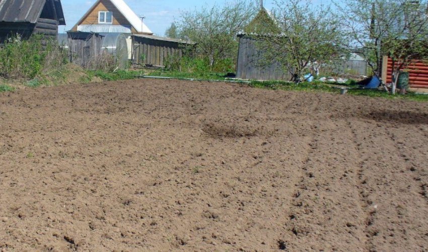 Місце для посадки сливи Місце для посадки сливи