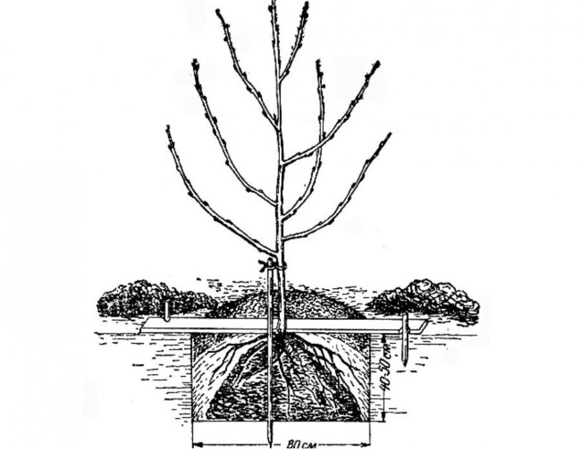 Посадка сливи Посадка сливи