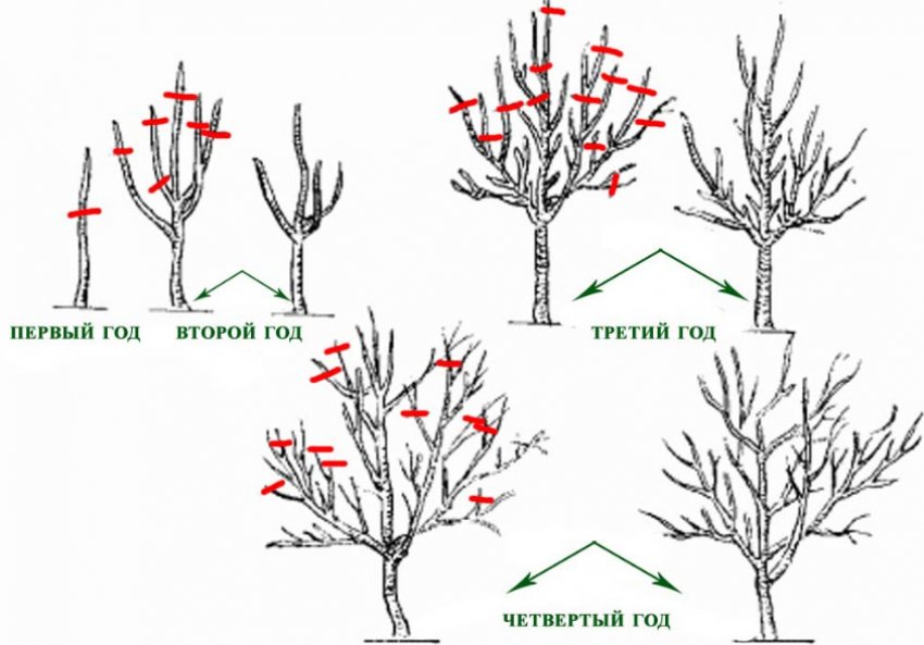 Обрізка сливи Обрізка сливи