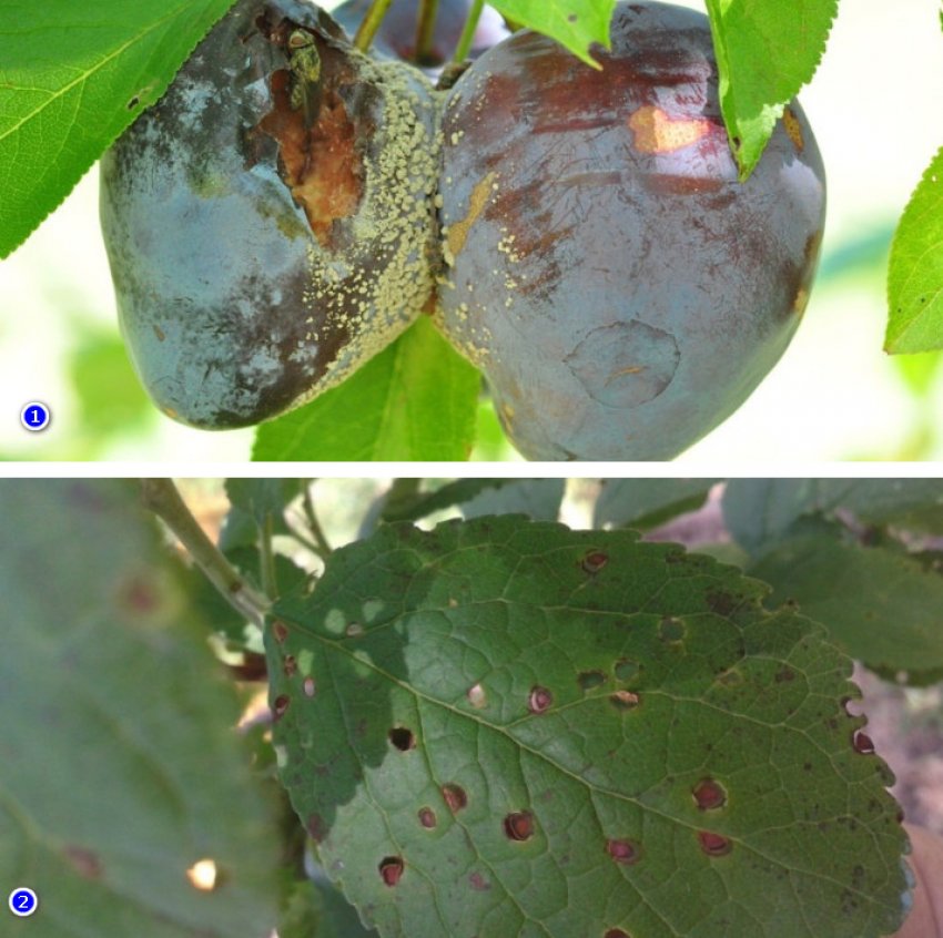 Хвороби сливи Хвороби сливи