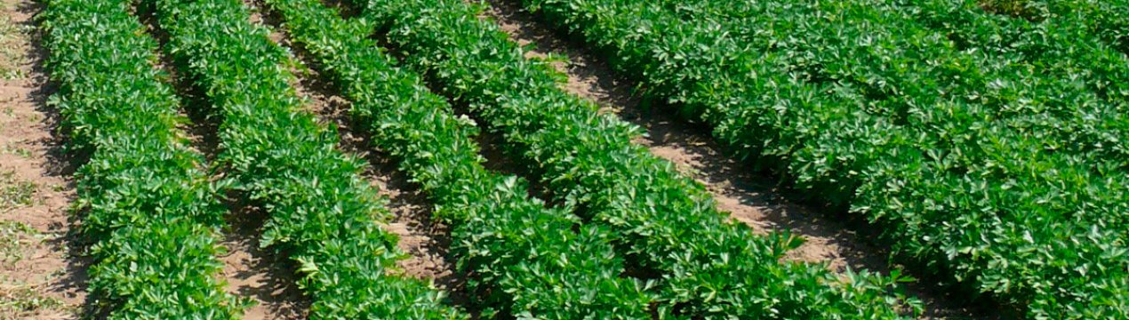 Альтернатива пестицидів — робот з Нідерландів, здатна проривати грядки