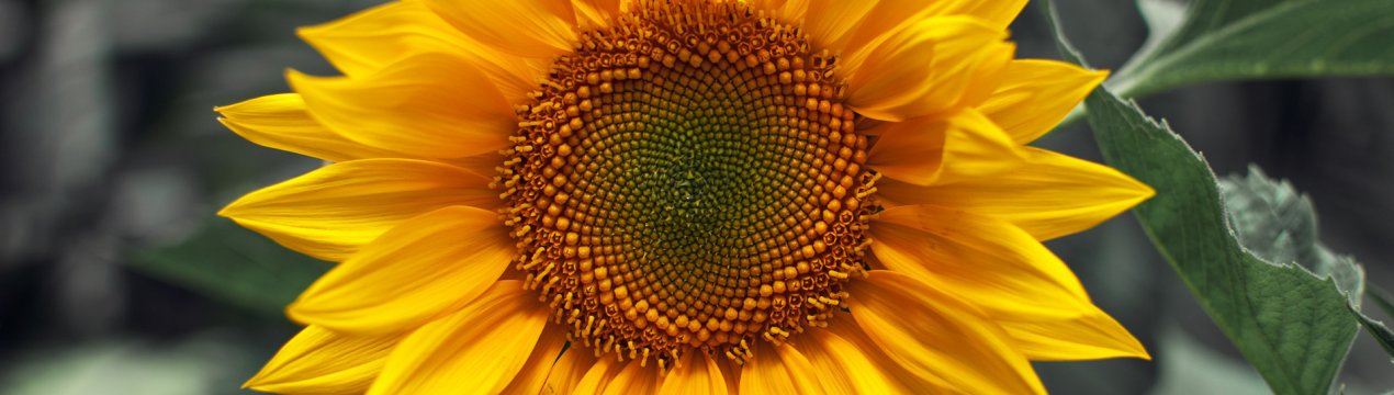 Завод з переробки соняшнику і сої буде зведений р. Рені Одеської області