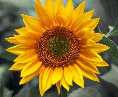 Завод з переробки соняшнику і сої буде зведений р. Рені Одеської області