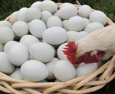 Чому кури клюють яйця, і що при цьому робити?