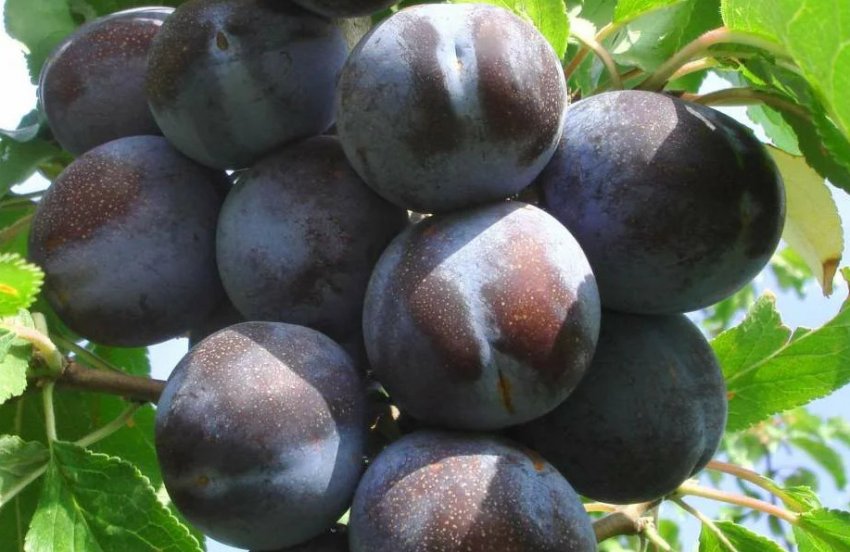 Плоди сливи сорту Стартова Плоди сливи сорту Стартова
