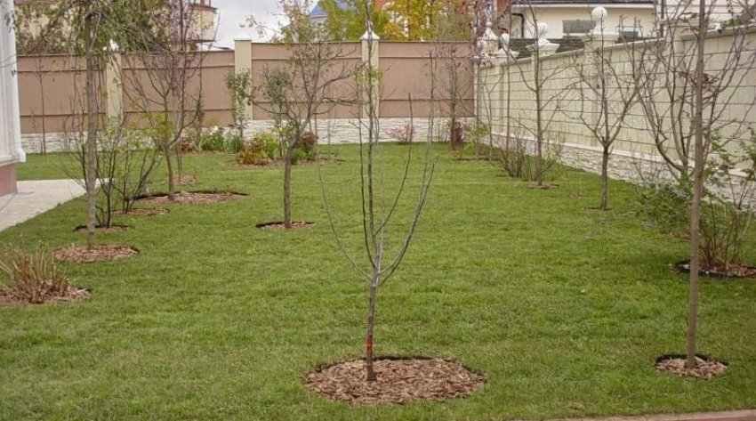 Вибір ділянки під посадку злив Вибір ділянки під посадку злив