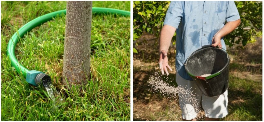 Полив і підгодівля сливи Полив і підгодівля сливи