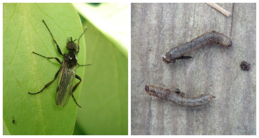 Толстоножка і її личинки Толстоножка і її личинки