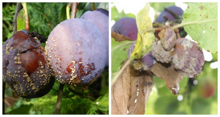 Моніліоз і Клястероспоріоз Моніліоз і Клястероспоріоз