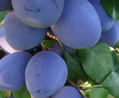 Характеристика та особливості вирощування сливи сорту Топ Хіт