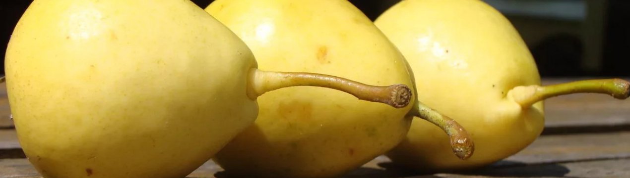 Особливості і правила вживання груші при вагітності