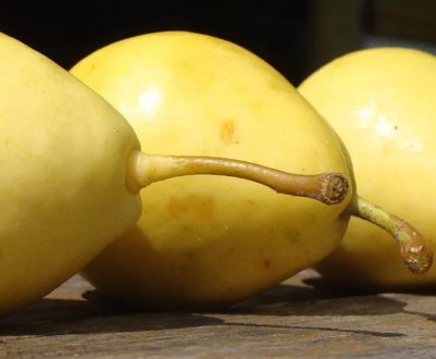 Особливості і правила вживання груші при вагітності