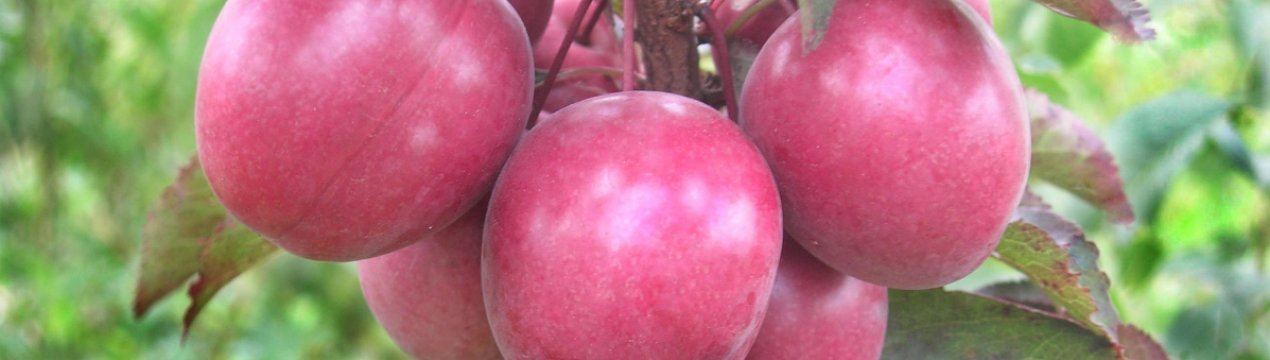 Декоративна слива сорту Піссарді — опис і умови вирощування