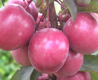 Декоративна слива сорту Піссарді — опис і умови вирощування