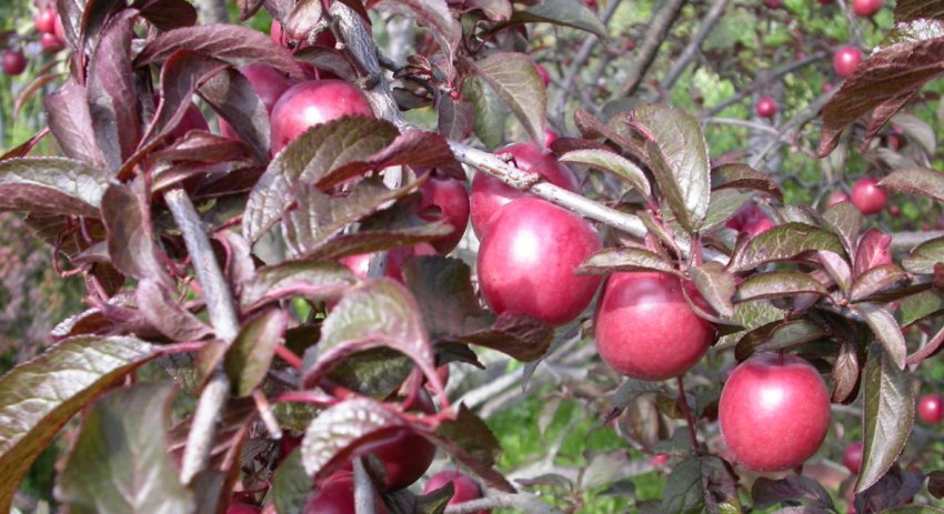 Зливу Піссарді