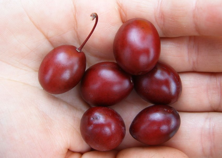 Зливу Піссарді