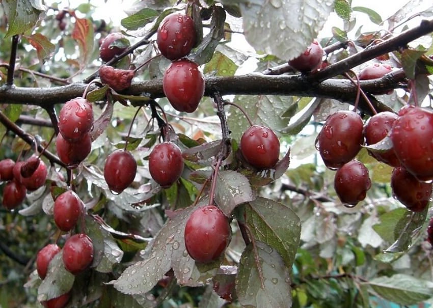 Зливу Піссарді