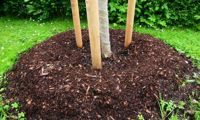 Замульчированный пристовбурне коло Замульчированный пристовбурне коло