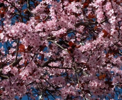 Особливості вирощування розчепіреної сливи і догляду за нею