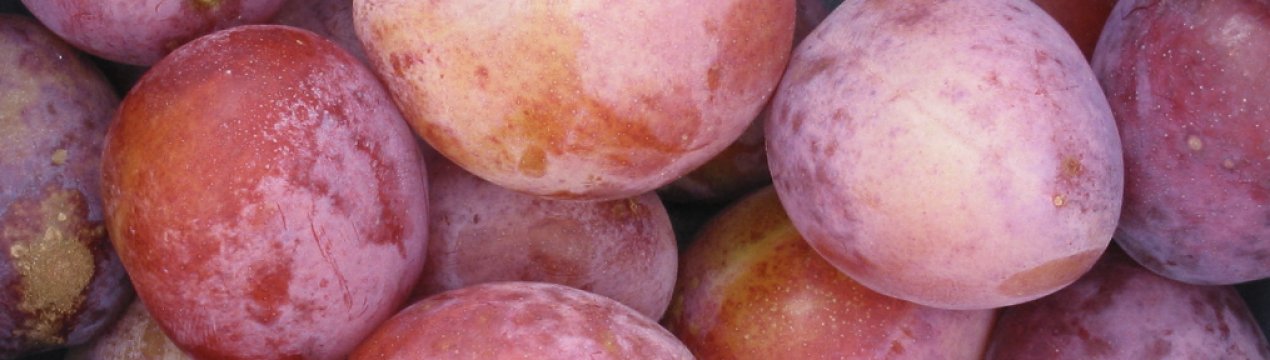 Особливості вирощування сливи сорту Королева Вікторія