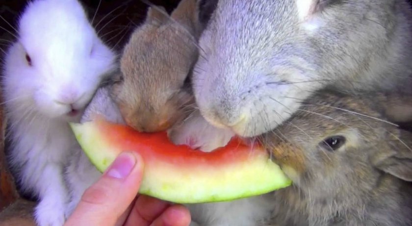 Кролики едят арбуз