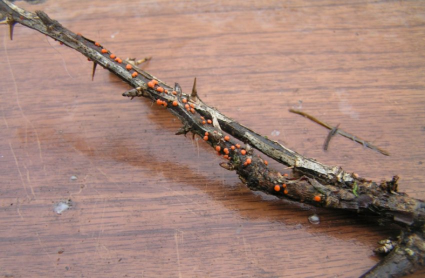 Некроз стовбура