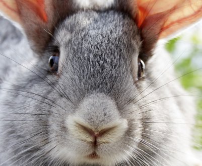 Чи можна годувати кроликів сирою і вареною картоплею?