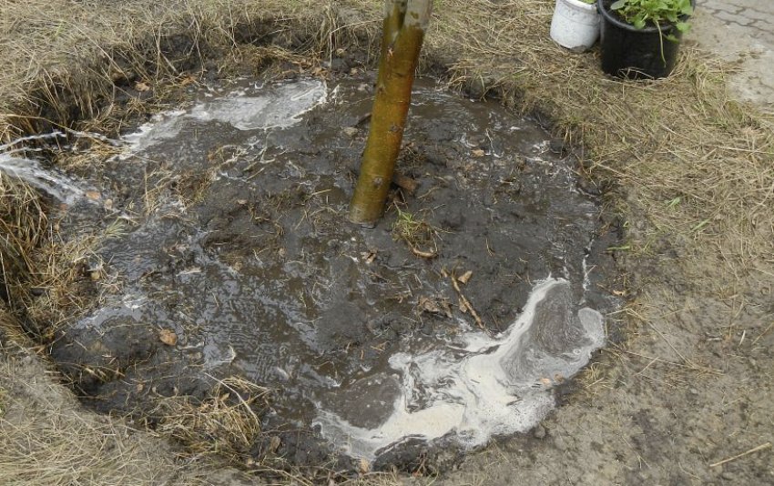 Полив сливи Полив сливи