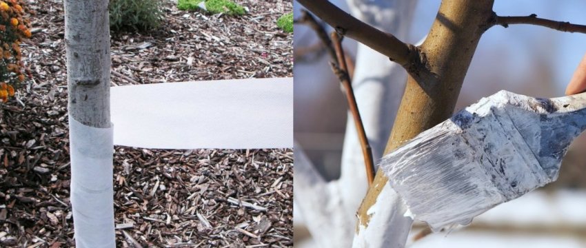 Підготовка сливи до зими