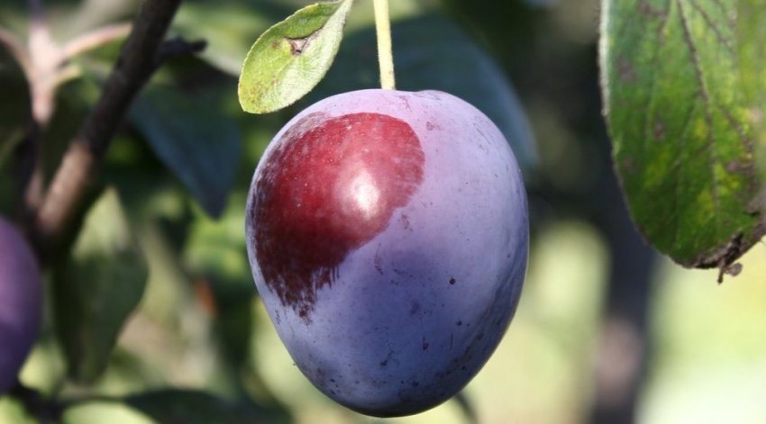 Зливу Євразія Зливу Євразія