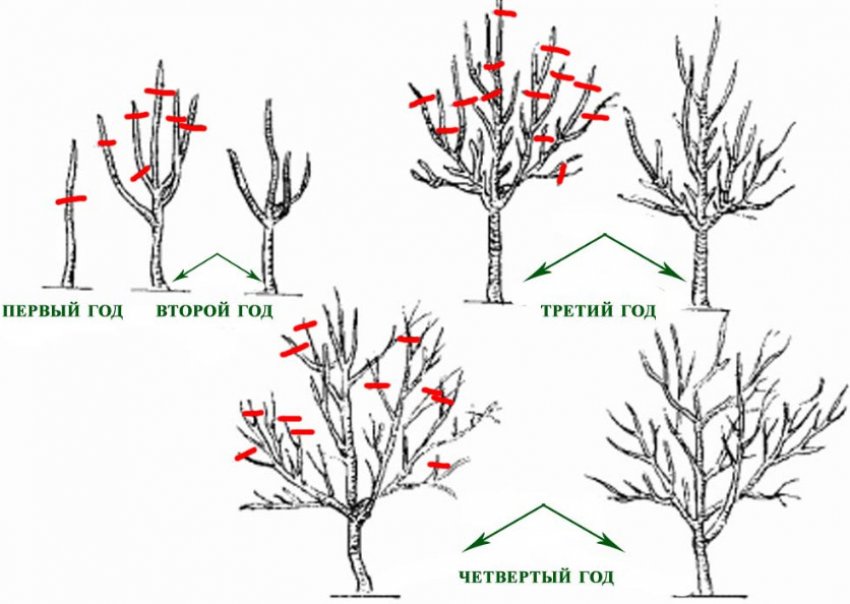 Обрізка сливи