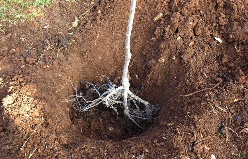 Посадка саджанця сливи Посадка саджанця сливи