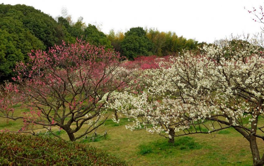Сливовий сад Сливовий сад