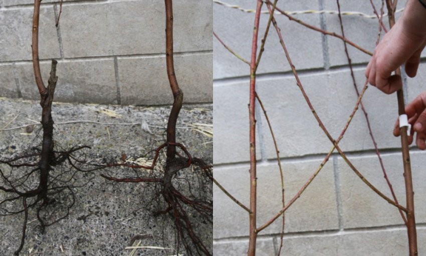 Як вибрати саджанці сливи